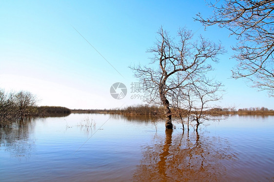 反射华丽的橡木中洪水季节图片