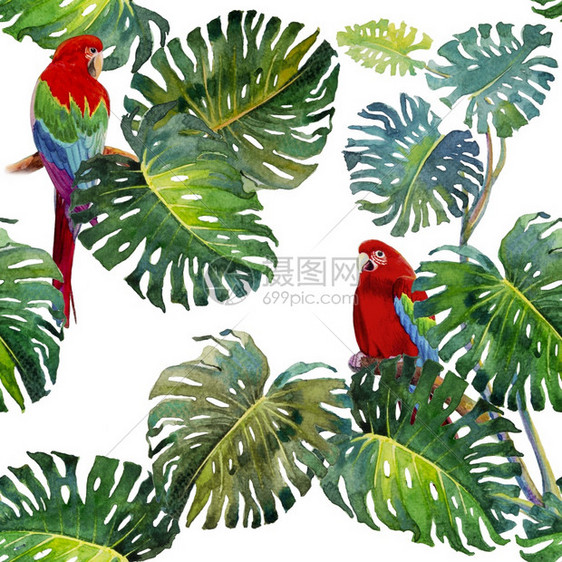 绿化热带无缝树叶图案包括马aw鸟水彩画和怪物绿棕榈树热带色纹理绘画图示巴西白色的图片