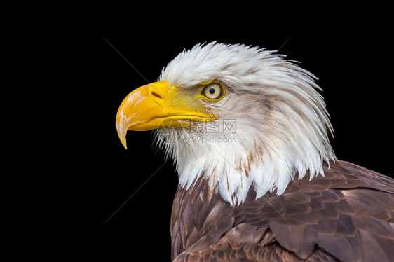 自由鸟荒野海鹰的肖像白头其黄嘴雀被黑色背景隔绝图片