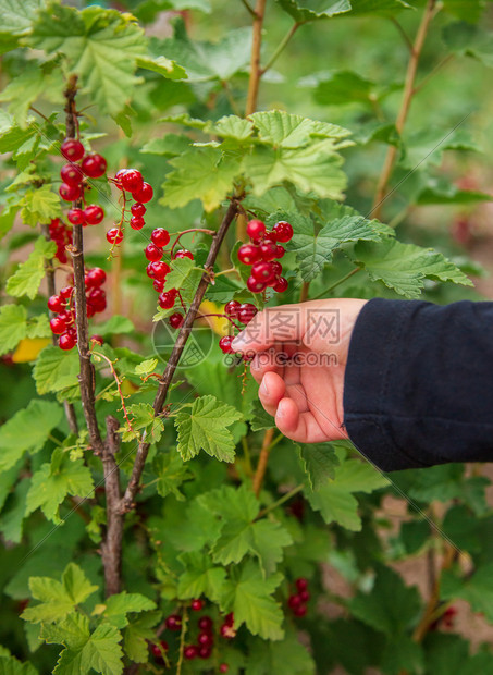 黑加仑灌木树枝上成熟的红醋栗浆果准备收获在农场种植有机水果灌木树枝上成熟的红醋栗浆果准备收获束酸的图片