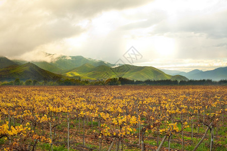 人们智利科金博地区埃尔基谷的葡萄作物农植高清图片