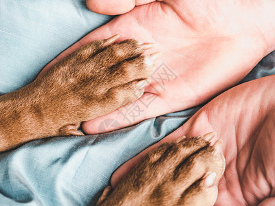 快乐的曼斯柯人手握着一只小狗的爪子近身室内白天光关心教育服从训练的概念养宠物曼斯柯人手握着一只小狗的爪子人们公牛图片
