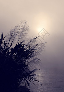 日出时清晨越南村奇异的景象湖边野草的周光太阳升起抽象地造作风景户外河薄雾图片