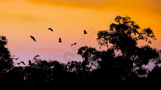 高的轮廓暮蝙蝠在一棵高树下沉积在早晨橙粉天空和圆形的飞蝙蝠图片