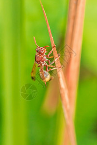 Hymenoptera被归类为蜜蜂昆虫因Hymenoptera的刺是一种有毒的昆虫黑色豆科夏天图片