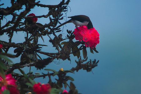 自然顶峰甜的黑头西比亚传授红双登花在盛开的喜马拉雅山林中聚焦于罗多登花图片
