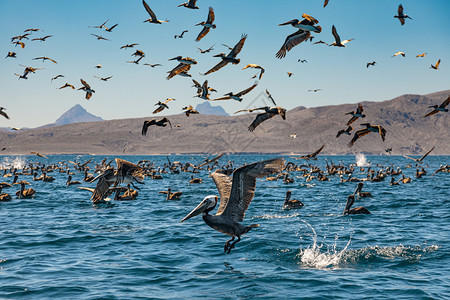 蓝色的旅游冒险墨西哥加利福尼亚湾下州食用棕鱼的一锁褐图片