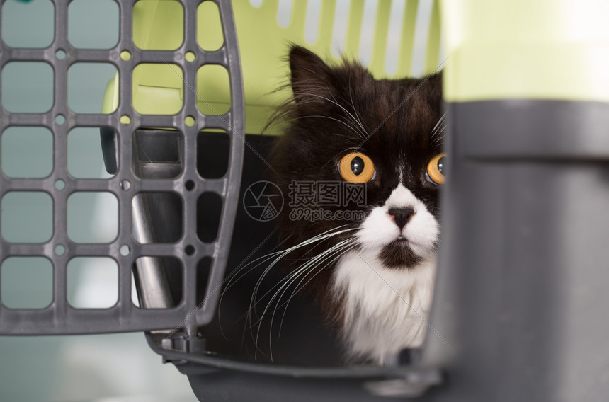 考试兽医诊所运输器中的猫咪文档药物图片