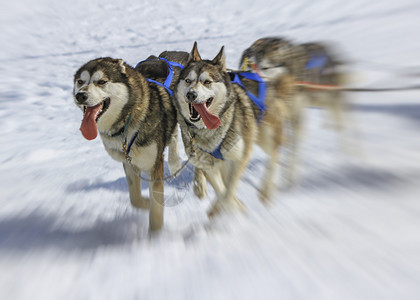 毛皮在冬季的赛马场上看到三只哈斯基犬Moss通行证瑞士冬天的3只哈斯科狗瑞士摩通行证自然跑图片
