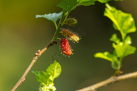 可口植物树上的Mulberry可以吃果汁来消除自由激进然图片