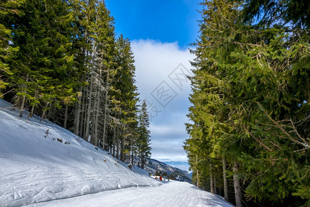 冷杉在一个阳光明媚的冬季日落滑雪度假胜地在TallSpruce树之间的一个森林中铺设了一条铁轨森林里长着高密林木户外单板滑雪图片