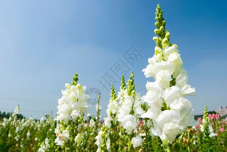 草蓝天下田里的白花阳光明媚的一天松龙叶子花朵图片