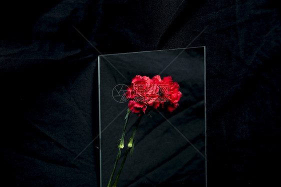 花的治疗反映黑色玻璃背景的红白花浪漫的图片