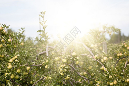 绿色素食主义者在阳光明媚的夏日盛满果实的苹园食物图片
