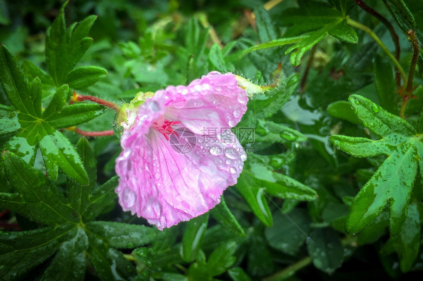 湿粉红花和雨中的绿叶湿农村花园图片