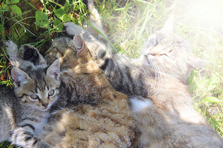 像猫一样每个生活灰猫睡在绿草地上松开青父亲摩托和小猫是睡觉的小与在阳光明媚的射线中烤着小猫在绿草上互相睡一起猫巢与灰在绿色草地上图片