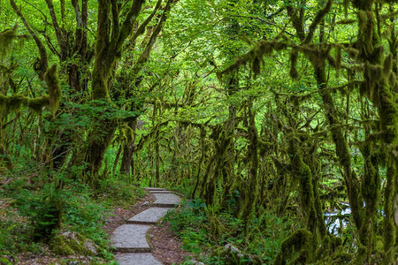 植物蔬菜学著名的黄杨木亚热带森林覆盖的苔藓有一条石路穿过它黑海成本遗物林著名的黄杨木亚热带森林覆盖的苔藓图片