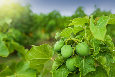 蔬菜PhysicnutPurgingnutorBarbadoseJatrophacurcasL种植园物油精炼燃料替代概念专注于P图片