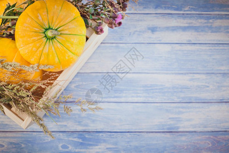 秋季橙南瓜干鲜花和草的顶端景象盒式感恩背景蓝铁制木板桌带回秋季收成情调空间模板季节复制图片