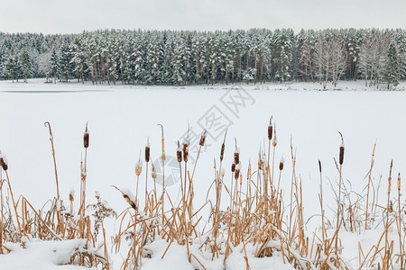 冰冻湖另一边的岸有雪和松树林覆盖着积雪和木林冷杉一月全景图片