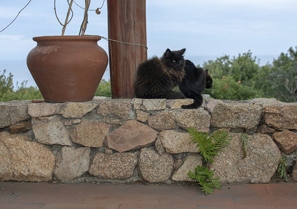 耳朵蓬松的黑棕色猫坐在石墙上海观意大利撒丁岛的马西亚Sardinia黑棕色猫坐在石墙上海观景图片