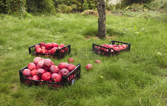 在一片厚的绿草上收割在塑料篮中集的红成熟苹果收在塑料篮中集的红成熟苹果树干园季节图片
