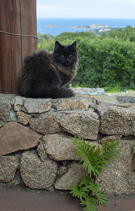 自然黑棕色猫坐在石墙上海观意大利撒丁岛的马西亚Sardinia黑棕色猫坐在石墙上海观头发哺乳动物图片