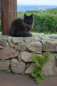 蓬松的黑棕色猫坐在石墙上海观意大利撒丁岛的马西亚Sardinia黑棕色猫坐在石墙上海观美丽的爪子图片