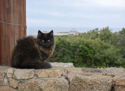 看自然动物黑棕色猫坐在石墙上海观意大利撒丁岛的马西亚Sardinia黑棕色猫坐在石墙上海观图片