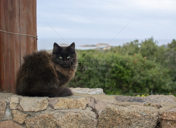 看自然动物黑棕色猫坐在石墙上海观意大利撒丁岛的马西亚Sardinia黑棕色猫坐在石墙上海观图片