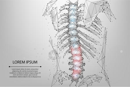 解剖学诊所X射线抽象网状和圆形理物疗法人类脊椎多边形使雌后背产生hernia图片