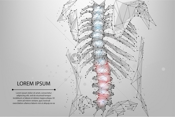 解剖学诊所X射线抽象网状和圆形理物疗法人类脊椎多边形使雌后背产生hernia图片