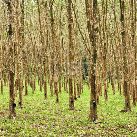 郁葱液体碗泰国的橡胶树种植林亚洲和图片