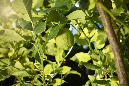 场地柠檬菠萝长在太阳外的柠檬树枝上紧靠和叶水果夏天图片