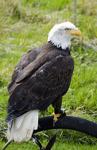 海鹰在鸟秀上表演背景模糊翅膀阿拉斯加州白色的图片