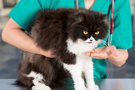 波斯人猫在兽医诊所吃东西波斯语动物宠图片