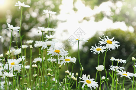 草季节植物美丽的夏天花朵开在模糊的背景上泉源概念中闪发亮图片