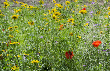 户外黄褐色夏季大自然中的红色野花和黄生天绿图片