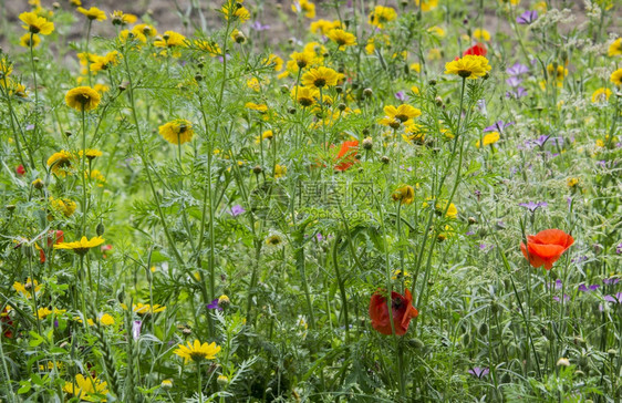 户外黄褐色夏季大自然中的红色野花和黄生天绿图片