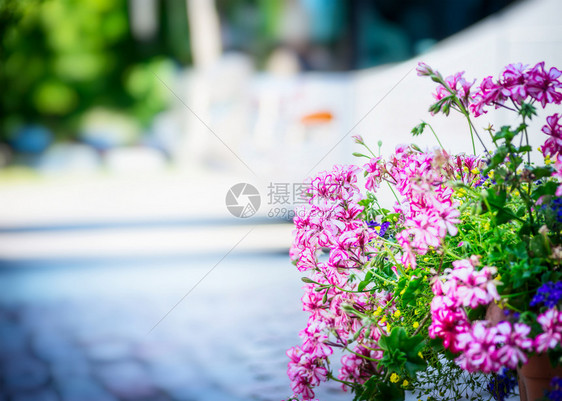 威尼斯植物群充满活力桑尼市内模糊背景的街道上鲜花床的白朵图片