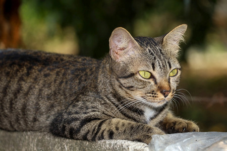 哺乳动物老的可爱紧闭灰猫屋坐着休息在泰国花园附近的旧墙壁上图片