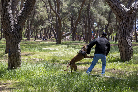 犯罪狗纯种K9在土耳其对一只狼犬进行攻击训练高清图片