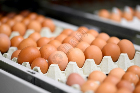 鸡蛋自动分装背景图片