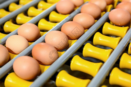 生的输送带鸡蛋沿着家禽养殖场的传送带移动食品工业概念鸡蛋生产高质量照片鸡蛋沿着家禽养殖场的传送带移动食品工业概念鸡蛋生产新鲜图片