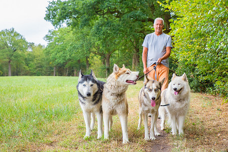 宠物荷兰男子与一群绿色的哈斯基犬一起行走远足荷兰语图片