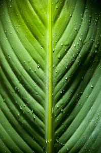 颜色大面积新鲜叶子与水滴的对比细雨环境图片