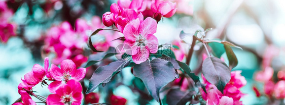 盛开充满明的粉红苹果树花春天背景美丽的自然场景阳光果园抽象模糊的春季背景空间复活节制日阳光明媚的彩色喜怒无常花朵图片