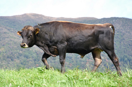 牧场上的泽西岛公牛新兰威斯特球衣版税图书馆图片