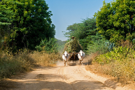 异国情调景观令人惊异的农村风景有两辆白色牛排拉车和泥土路上干草亚裔人骑着缅甸传统的图片
