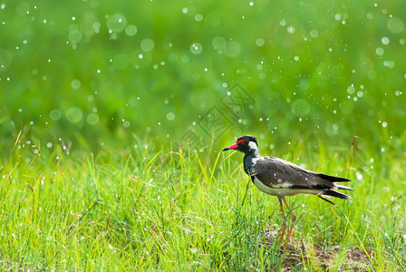 热带享受在绿草地上雨水中洗澡美丽而模糊的雨滴露出浓雾可爱的早晨图片